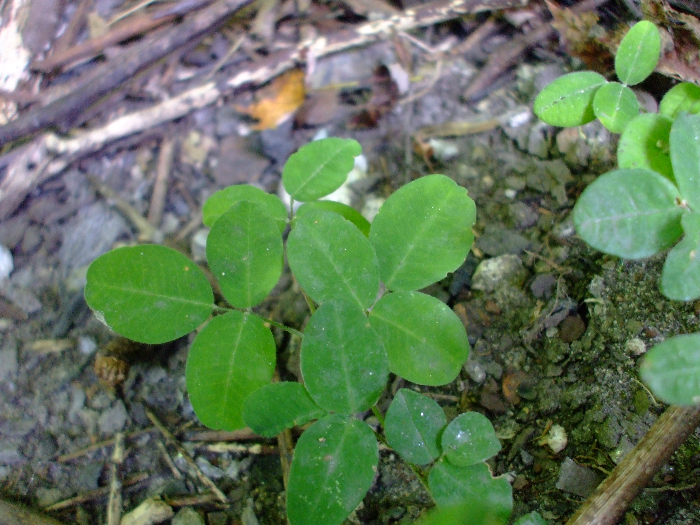 Lespedeza repens